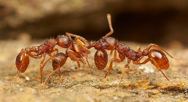 8 حقائق علمية لا تعرفها عن النمل