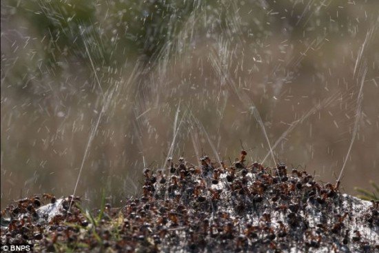 بالصور كيف يدافع النمل عن نفسه
