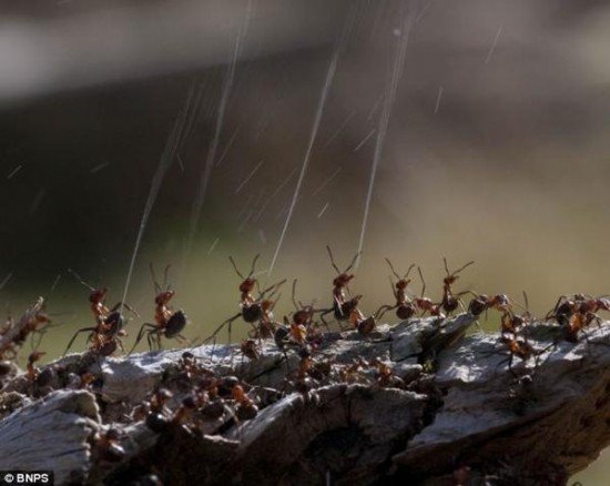 بالصور كيف يدافع النمل عن نفسه