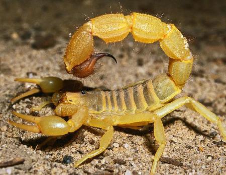 بحث جاهز ومكتوب عن العقرب 2014 , معلومات عن العقرب Scorpion