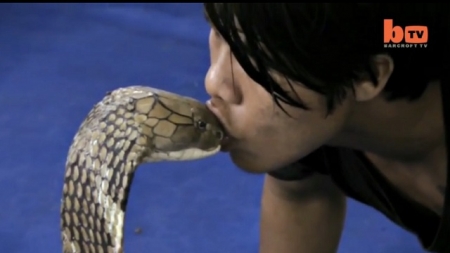 بالفيديو شاب تايلاندي يقبل الكوبرا