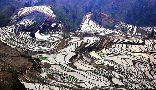 صور حقول الارز الخلابة في الصين 2014