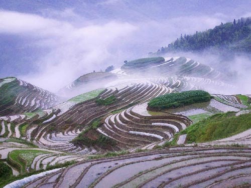 صور حقول الارز الخلابة في الصين 2014