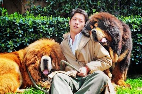 بالصور أغلى كلب في العالم سعره 1.4 مليون يورو يملكه صيني