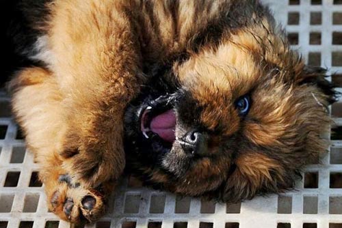 بالصور أغلى كلب في العالم سعره 1.4 مليون يورو يملكه صيني