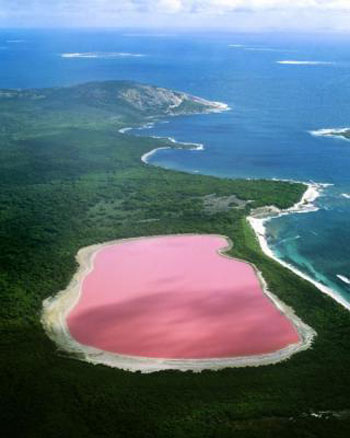 صور البحيرة الوردية في أستراليا 2014 , معلومات عن البحيرة الوردية بأستراليا 2014