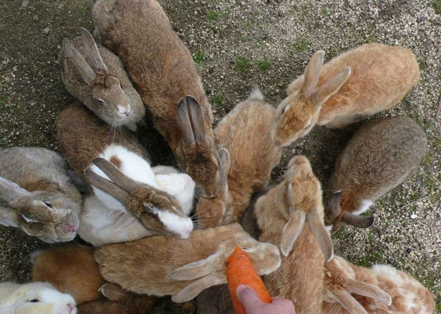 صور جزيرة الأرانب فى اليابان