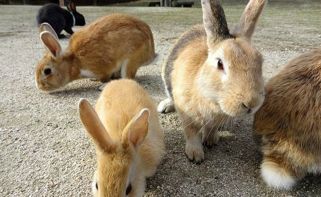 صور جزيرة الأرانب فى اليابان