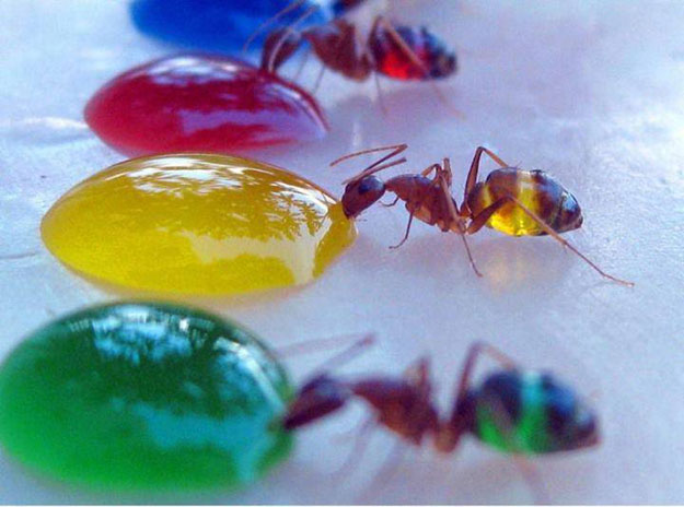 صور النمل الشفاف 2014 ، معلومات عن النمل الشفاف 2014