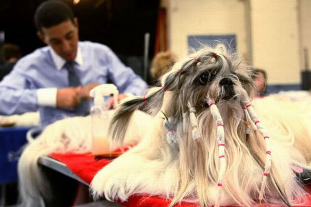صور كلاب بقصات شعر غريبة ومضحكة 2014