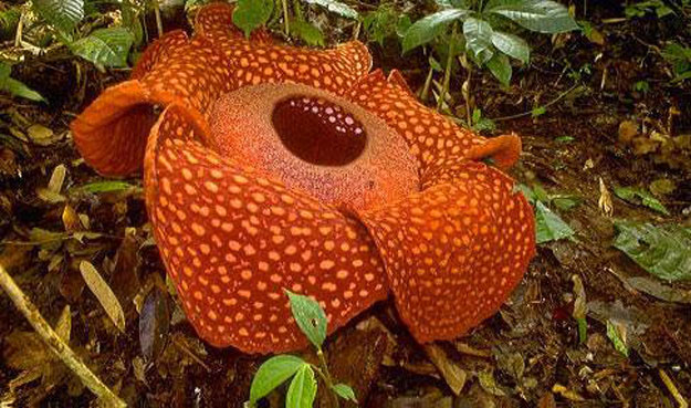 صور أكبر وأضخم وردة في العالم Rafflesia arnoldii