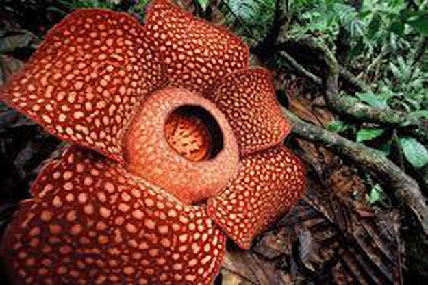 صور أكبر وأضخم وردة في العالم Rafflesia arnoldii