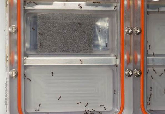 بالصور وكالة الفضاء ناسا ترسل النمل الى الفضاء الخارجي
