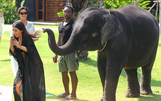 بالصور فيل يهاجم كيم كردشيان
