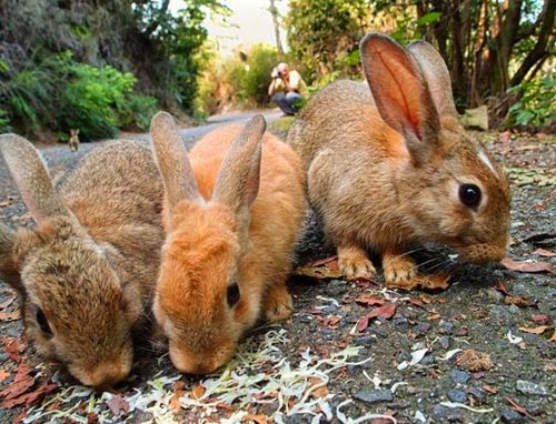 صور جزيرة الأرانب اليابانية