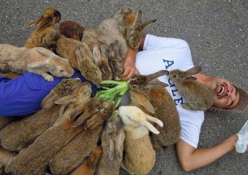 صور جزيرة الأرانب اليابانية