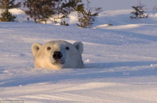 بالصور شاهد لحظة خروج الدب القطبي من الثلج