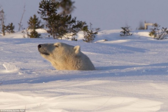 بالصور شاهد لحظة خروج الدب القطبي من الثلج
