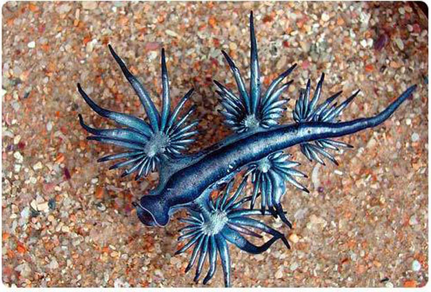صور سمكة التنين الأزرق 2014 ، معلومات عن سمكة التنين الأزرق 2014