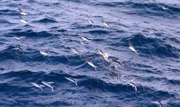 صور السمك الطائر إكسوسوتيدا ، معلومات عن السمك الطائر إكسوسوتيدا