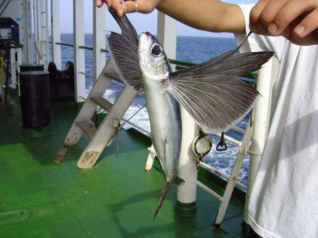 صور السمك الطائر إكسوسوتيدا ، معلومات عن السمك الطائر إكسوسوتيدا