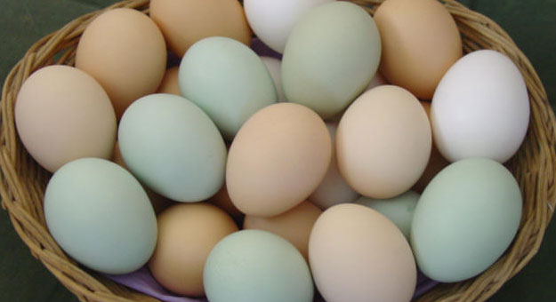 بالفيديو شاهد كيف تتكون قشرة البيضة