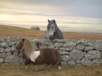 بالفيديو حصان يرقص على انغام الموسيقى
