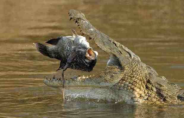 صور تمساح النيل ، معلومات عن تمساح النيل