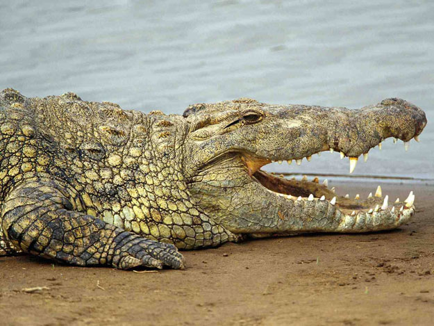 صور تمساح النيل ، معلومات عن تمساح النيل