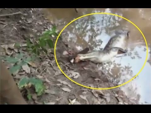 بالفيديو تمساح يموت بعد ان اكل الأفعى