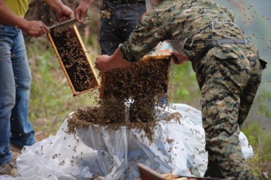 بالصور شاب صيني يغطي نفسه بنصف مليون نحلة