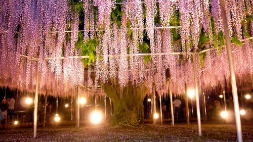 صور حديقة الزهور Ashikaga اليابانية