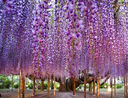 صور حديقة الزهور Ashikaga اليابانية