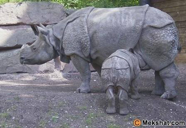 صور وحيد القرن 2014 ، معلومات عن وحيد القرن 2014