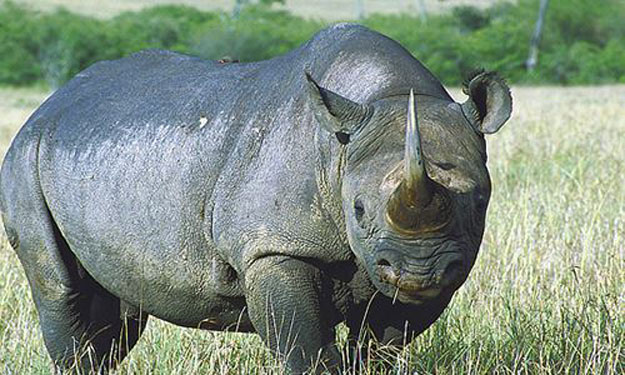 صور وحيد القرن 2014 ، معلومات عن وحيد القرن 2014