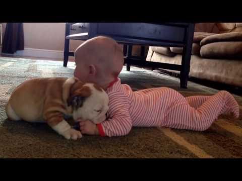 بالفيديو كلب بولدوغ يقبل طفل صغير بطريقة طريفة