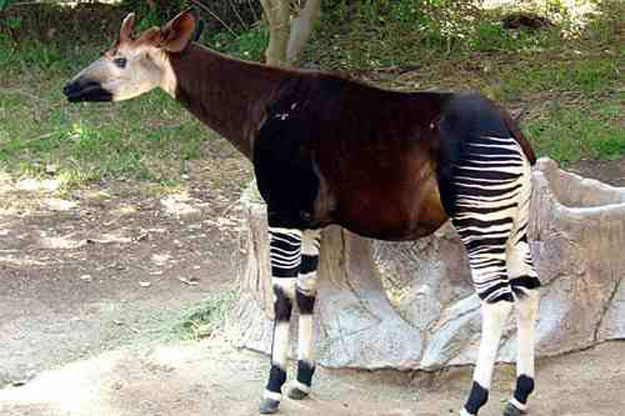 صور حيوان أوكابى ، معلومات عن حيوان أوكابى