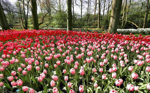 صور حديقة كيوكينهوف في هولندا ، حديقة أوروبا Keukenhof