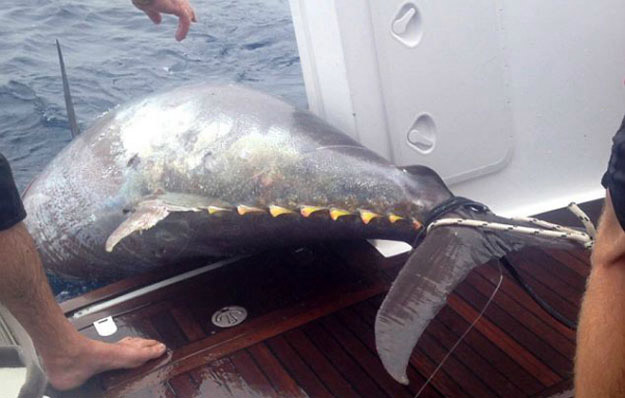 صور أكبر سمكة تونة فى العالم وزنها 411,6 كم