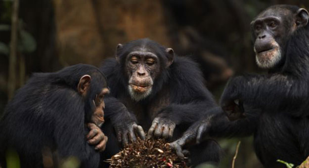 بالفيديو هل تصدق ان الشمبانزى قادر على حمل 60 شخص