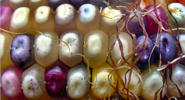 صور ومعلومات عن نبات جواهر الذرة الزجاجية
