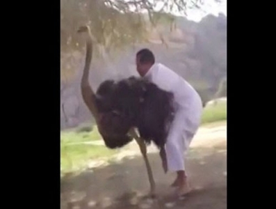بالفيديو شاب سعودي حاول ان يركب النعامة ، شاهد ماذا حدث