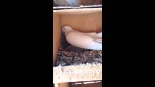 بالفيديو شاب سعودي ينقذ طيور محبوسة