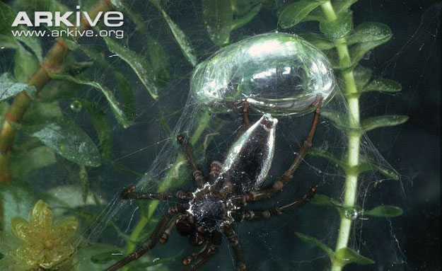 صور ومعلومات عن عنكبوت الجرس Diving Bell Spider