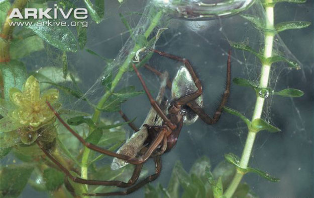 صور ومعلومات عن عنكبوت الجرس Diving Bell Spider