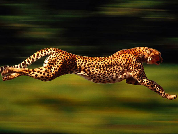أسرع حيوانات العالم ، تقرير كامل بالصور والفيديو