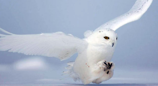 صور البومة الثلجية 2014 ، معلومات عن البومة الثلجية 2014 snowy owl