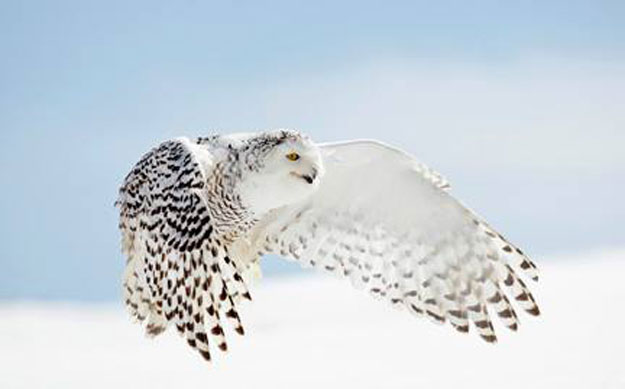 صور البومة الثلجية 2014 ، معلومات عن البومة الثلجية 2014 snowy owl