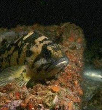 صور السمكة الشوكية 2014 ، معلومات عن السمكة الشوكية 2014