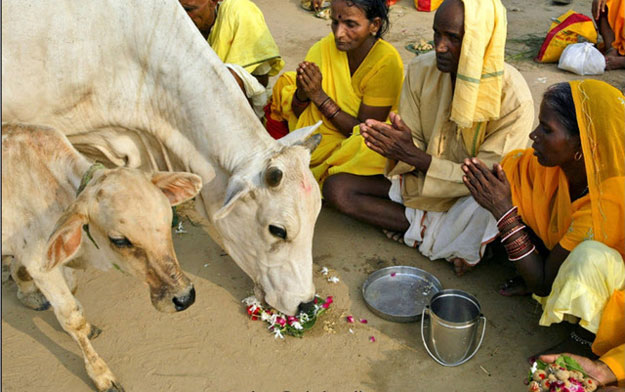 تعرف على قانون حماية البقر في الهند